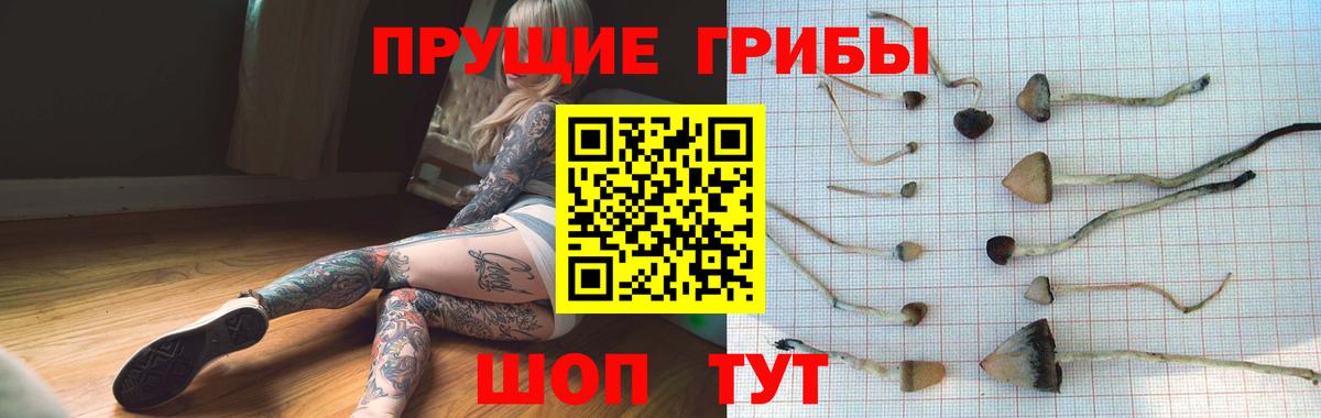 Новороссийск  Псилоцибиновые грибы Psilocybe  Вход с VPN 